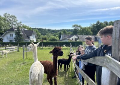 Alpaka Wanderung mit der 1E