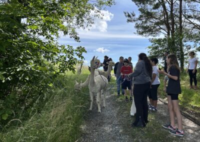 Alpaka Wanderung mit der 1E