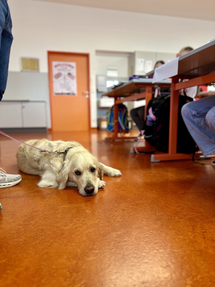 Schulhund (1) 🐾 Tierische Verstärkung an der EMS Oberwart 🐾